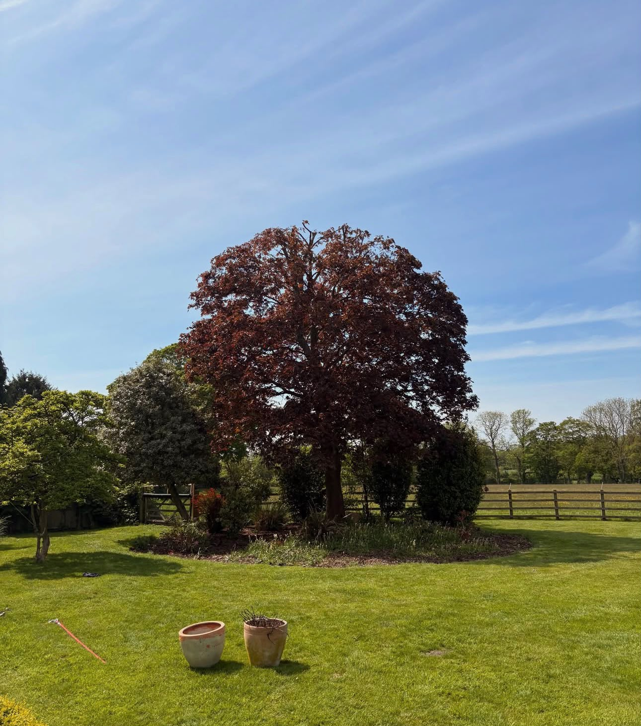 Large copper-beech tree standing in a mowed lawn under a blue sky